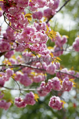 Detail of cherry tree in bloom, Canada, Ontario