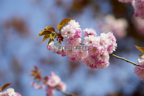 Detail of cherry tree blossom, Canada, Ontario
