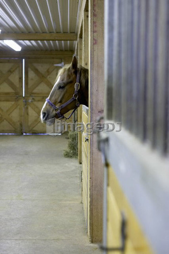 Horse looking out of barn stall, Canada, Ontario