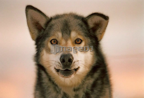 Portrait of mixed breed dog (collie, husky, shepherd cross), Canada, Alberta