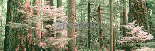 Painterly forest, Canada, Alberta
