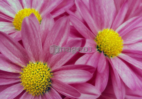 Close-up pink daisies, Canada, Alberta