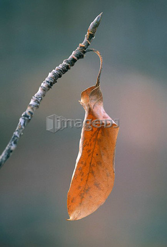 Balsam Poplar Leaf in late Fall, Canada, Alberta