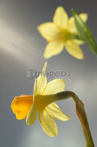 Daffodils, Canada, Alberta