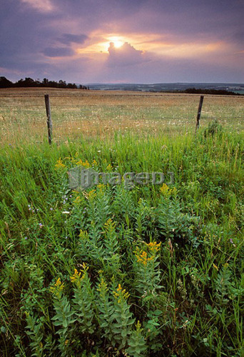 Goldenrod, fence and pastureland at sunset, Alberta, Canada