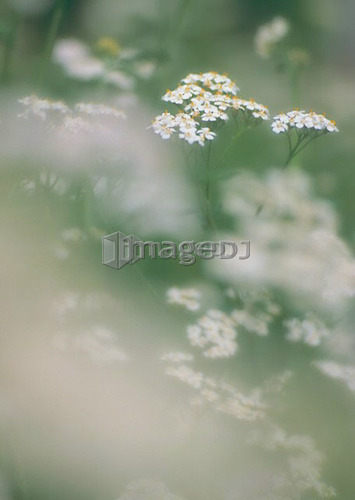 Cow Parsnip, Alberta, Canada