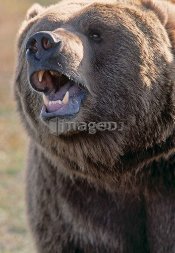 Captive Kodiak Grizzly Bear