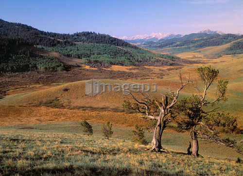 Limber Pine and rangeland, Whaleback Ridge, Alberta, Canada