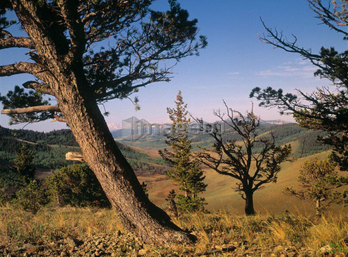Limber Pine, Whaleback Ridge, Alberta, Canada