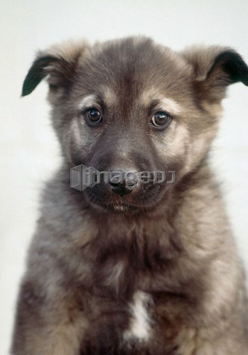 Mixed breed dog (collie, husky, shepherd cross), Canada, Alberta