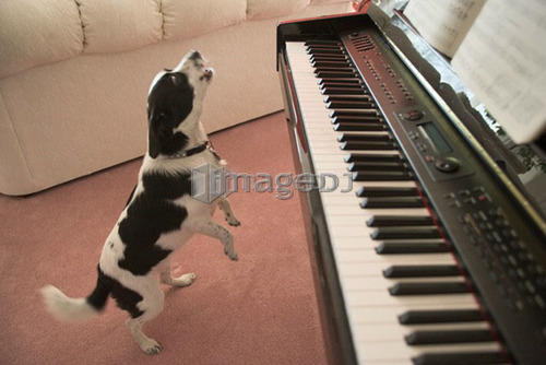 Black and white mixed breed dog howling beside piano, Canada, Alberta