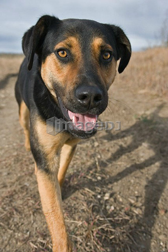 Tan and black mixed breed dog walking on path, Canada, Alberta