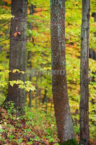 Fall Colours - Niagara Peninsula near St. Catharines, Ontario, Canada