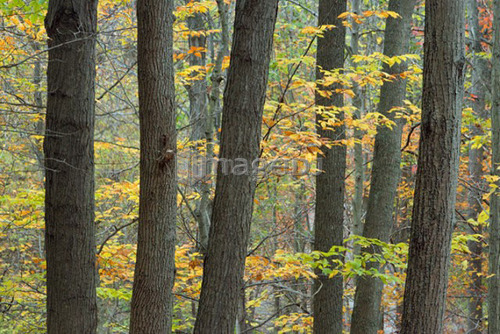 Fall colours in forest along Twelve Mile Creek - Pelham, Ontario, Canada