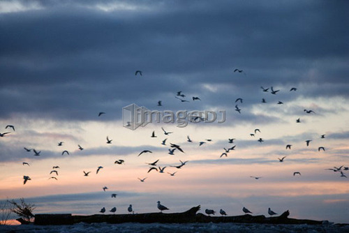 Gulls on the Niagara River - Niagara Falls, New York, USA