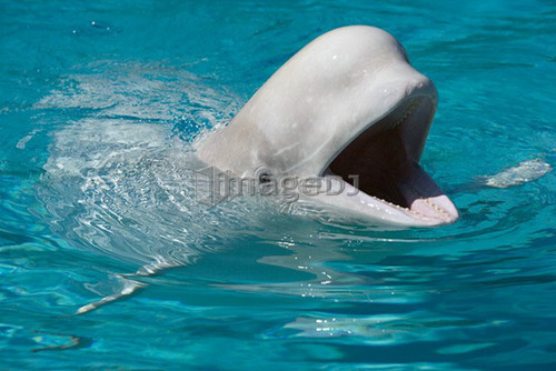 Beluga Whale at Marineland - Niagara Falls Ontario, Canada