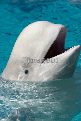 Beluga Whale at Marineland - Niagara Falls Ontario, Canada