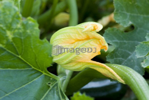 Cucumber blossoms, organic garden, Manitoba, Canada