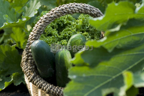 Cucumbers in basket, organic garden, Manitoba, Canada