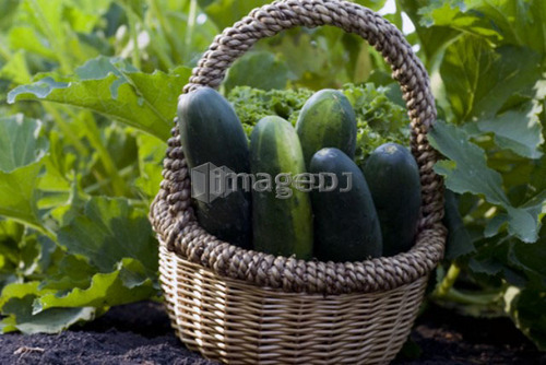Cucumbers in basket, organic garden, Manitoba, Canada