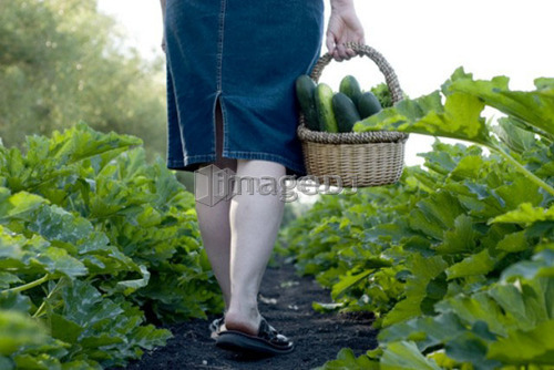 Carrying basket of cucumbers, organic garden, Manitoba, Canada