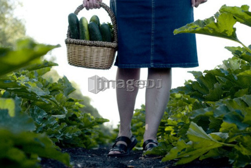 Carrying basket of cucumbers, organic garden, Manitoba, Canada