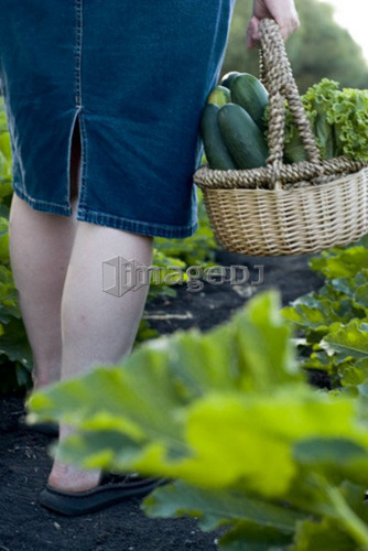 Carrying basket of cucumbers, organic garden, Manitoba, Canada