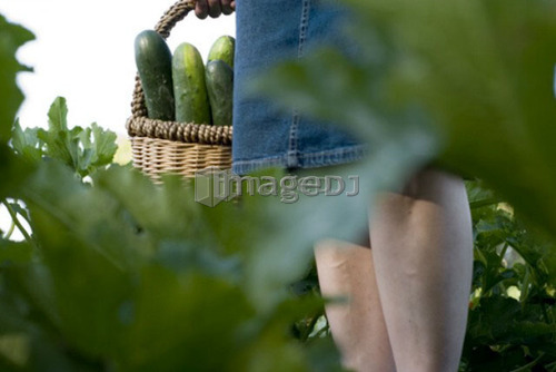 Carrying basket of cucumbers, organic garden, Manitoba, Canada