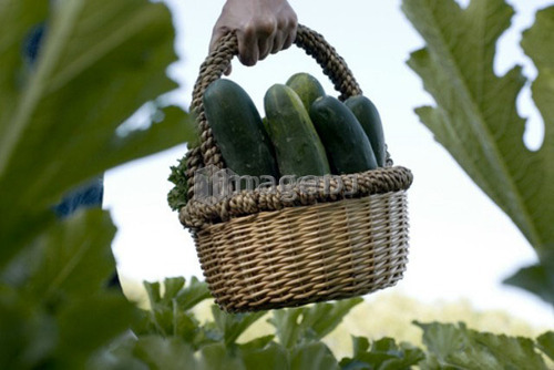 Carrying basket of cucumbers, organic garden, Manitoba, Canada