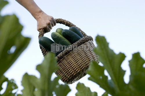 Carrying basket of cucumbers, organic garden, Manitoba, Canada