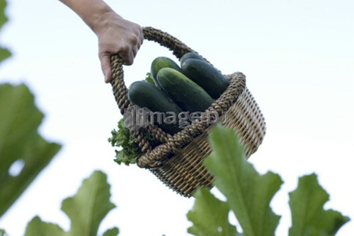 Carrying basket of cucumbers, organic garden, Manitoba, Canada
