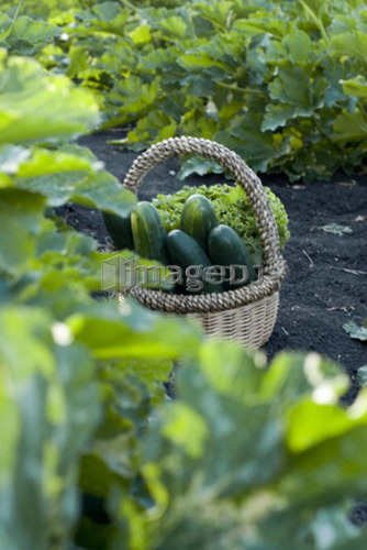 Basket of cucumbers in organic garden, Manitoba, Canada