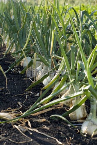 Rows of cooking onions, organic garden, Manitoba, Canada