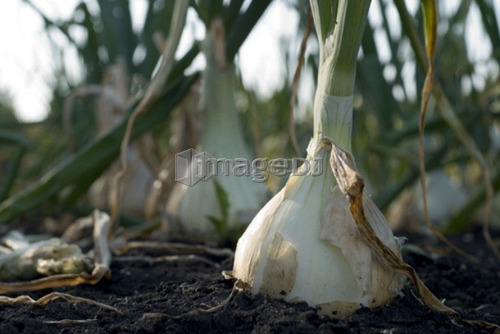 Close up, cooking onion, organic garden, Manitoba, Canada