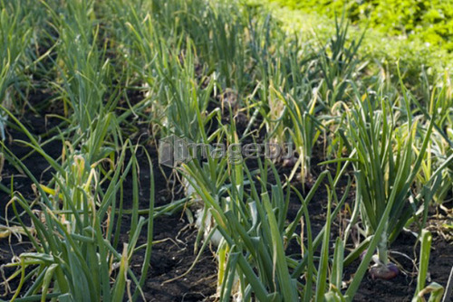 Rows of cooking onions, organic garden, Manitoba, Canada