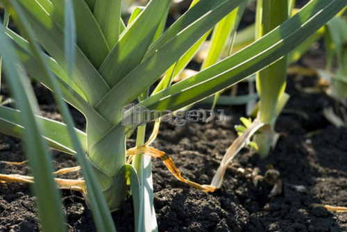 Close up, cooking onion, organic garden, Manitoba, Canada