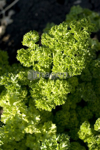 Close-up organic parsley, Manitoba, Canada