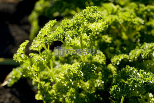 Close-up organic parsley, Manitoba, Canada