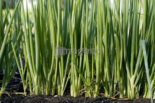 Rows of cooking onions, organic garden, Manitoba, Canada