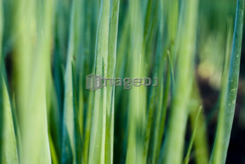 Close-up of cooking onions tops, organic garden, Manitoba, Canada