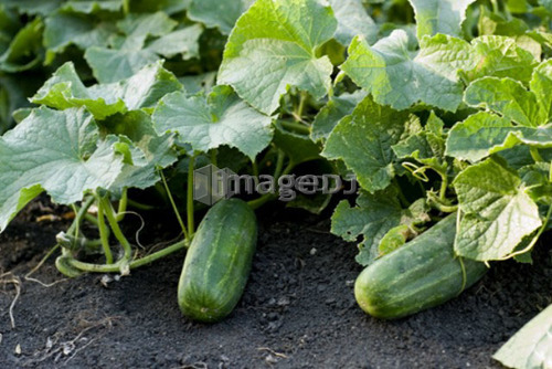 Organic cucumbers on the vine, organic garden, Manitoba, Canada