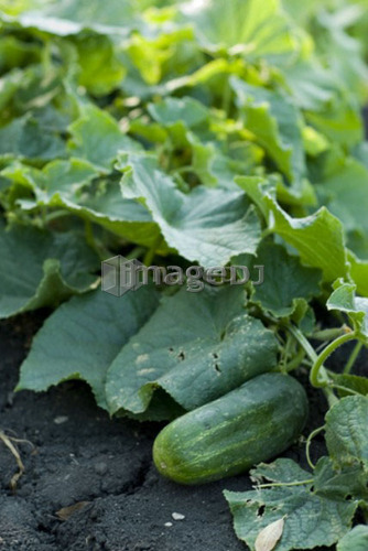 Organic cucumbers on the vine, organic garden, Manitoba, Canada