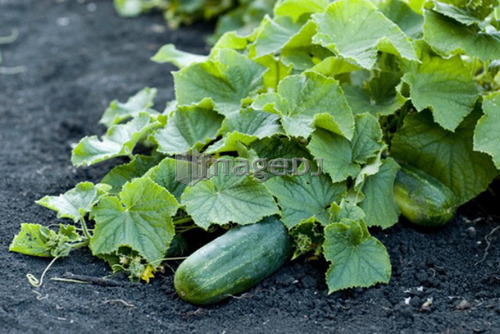Organic cucumbers on the vine, organic garden, Manitoba, Canada