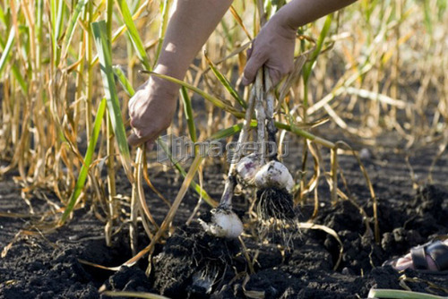 Pulling fresh garlic from the ground, organic garden, Manitoba, Canada