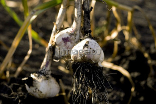 Close-up fresh garlic, organic garden, Manitoba, Canada