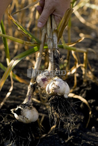 Pulling fresh garlic from the ground, organic garden, Manitoba, Canada