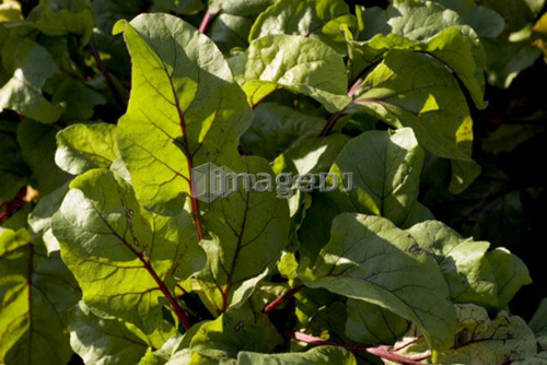 Beet greens in organic garden, Manitoba, Canada