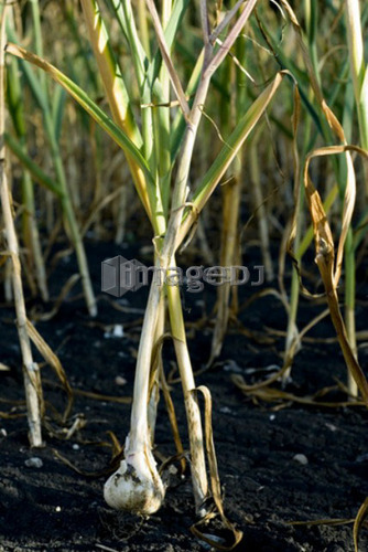 Fresh garlic, organic garden, Manitoba, Canada