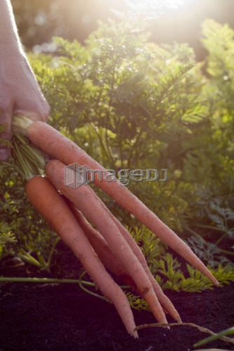 Hand holding bunch of carrots, organic garden, Manitoba, Canada