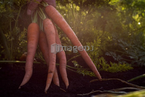 Hand holding bunch of carrots, organic garden, Manitoba, Canada